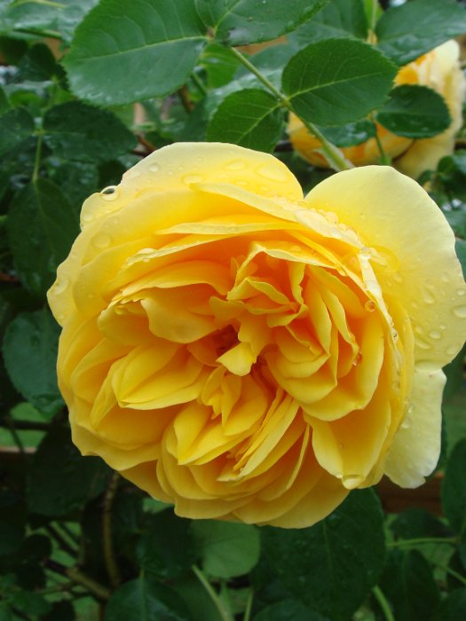 R_'Graham Thomas' fleur DM10